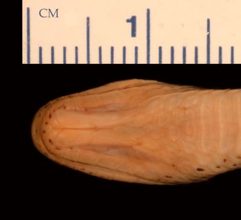 Media type: image;   Herpetology R-24983